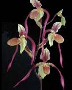 unknow artist Orchis oil painting reproduction
